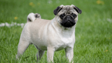 Signs Your Pug Is Getting Older