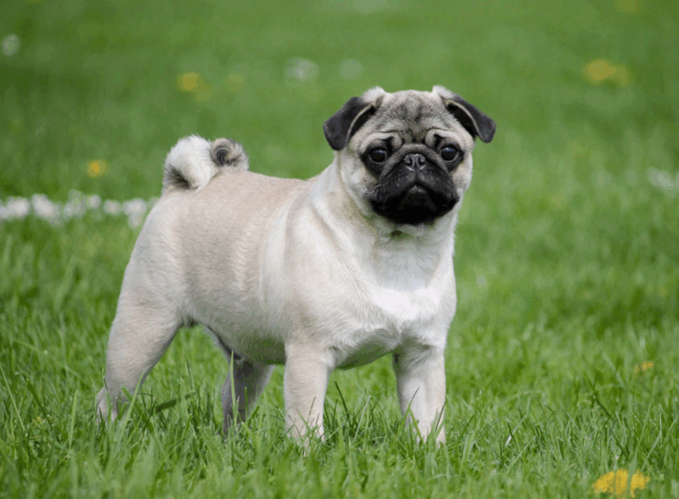 Signs Your Pug Is Getting Older