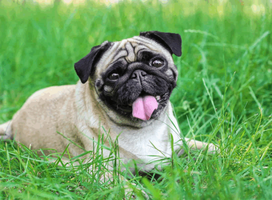 Joint Support for Senior Pugs