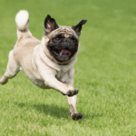 Transitioning Your Pug to a New Diet