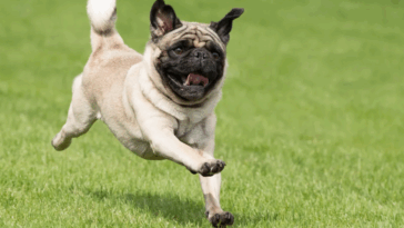 Transitioning Your Pug to a New Diet