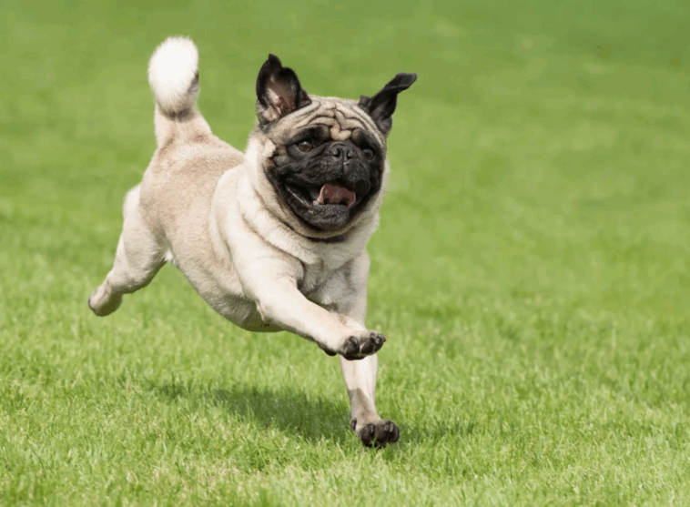 Transitioning Your Pug to a New Diet