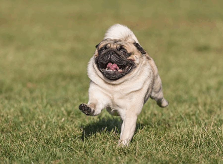 Homemade Pug Treat Recipes 