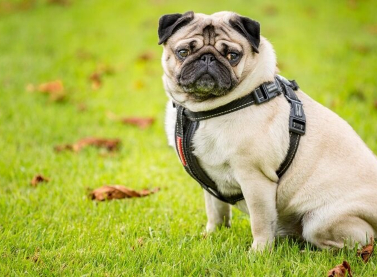 Managing Anxiety in Pugs Without Medication