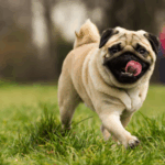 How to Fly with a Pug