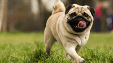 How to Fly with a Pug