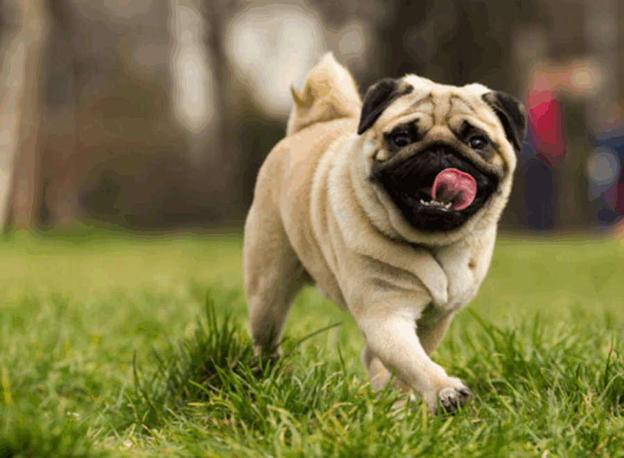 Can Pugs Live in Hot Climates