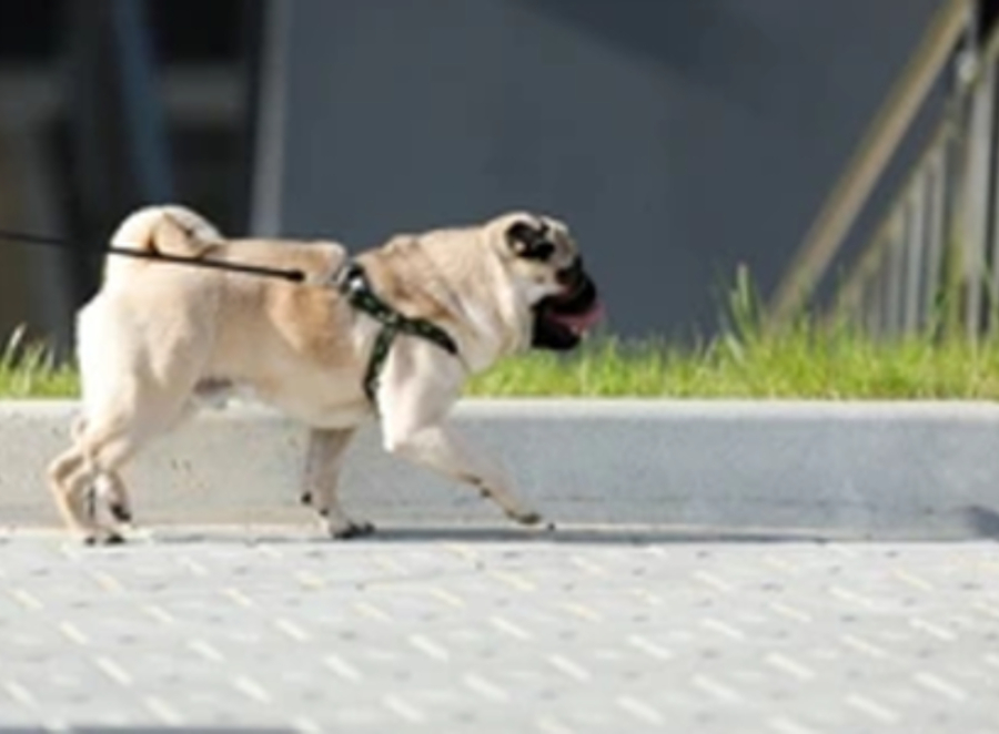 Top 10 Reasons Pugs Make Great Pets