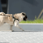 Best Ways to Boost Your Pugs Immune System