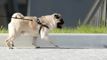 Best Ways to Boost Your Pugs Immune System