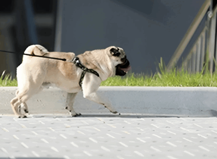 Best Ways to Boost Your Pugs Immune System