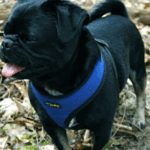 pug socialization tips