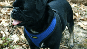 pug socialization tips