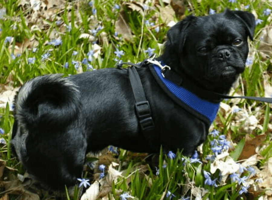 Managing Anxiety in Pugs Without Medication