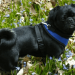 pug socialization tips