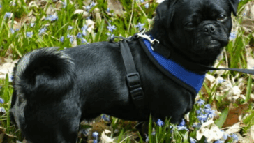 pug socialization tips