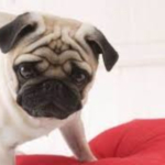 pug pet insurance comparison