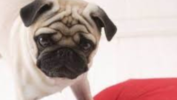 pug pet insurance comparison