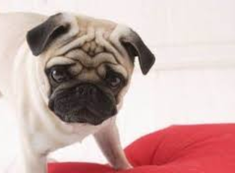 pug pet insurance comparison