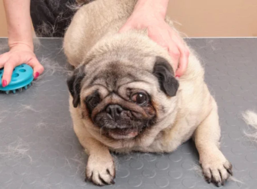 pug pet insurance comparison