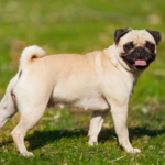 training a pug puppy