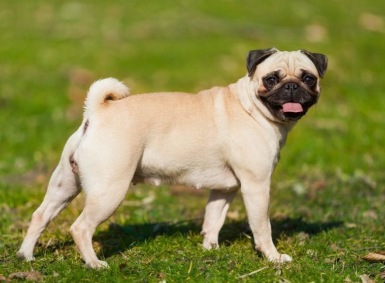 training a pug puppy