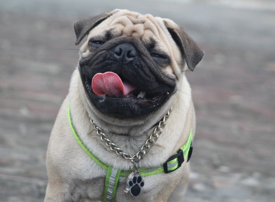 training a pug puppy