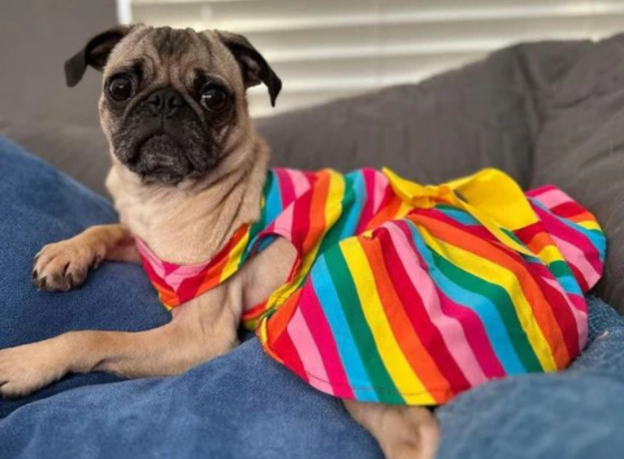 training a pug puppy