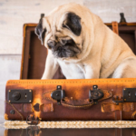 travel tips with a pug