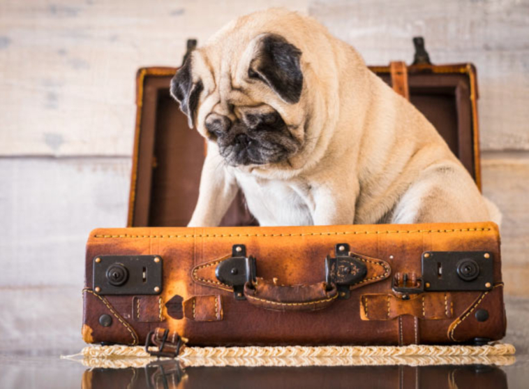 travel tips with a pug
