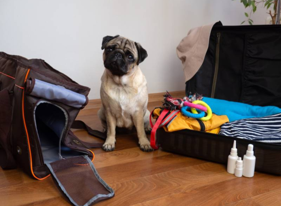 travel tips with a pug

