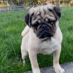 pug rescue adoption