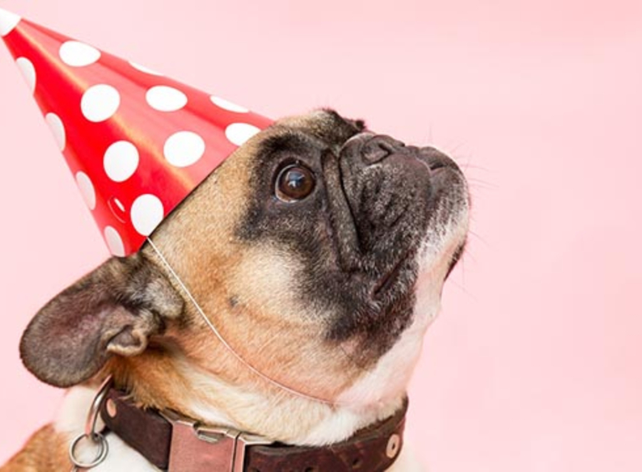 Pug Birthday Celebration Ideas