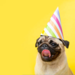Pug Birthday Celebration Ideas