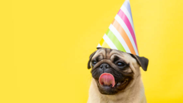 Pug Birthday Celebration Ideas