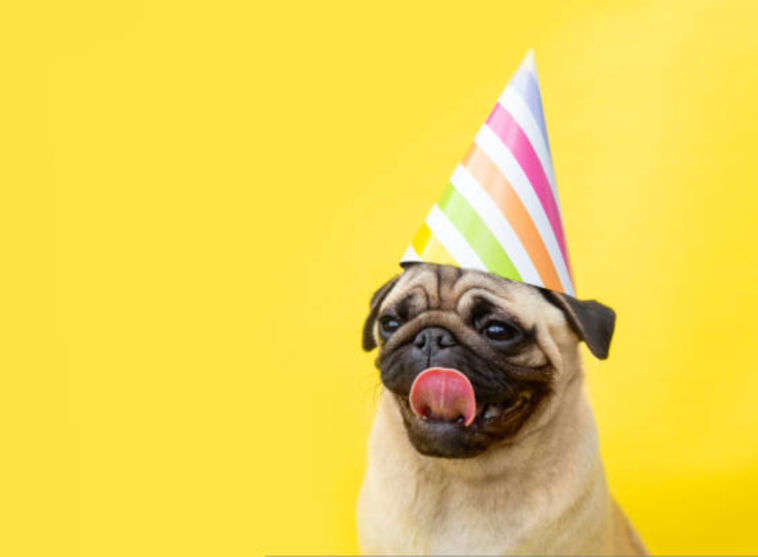 Pug Birthday Celebration Ideas