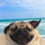 Famous pPugs In Pop Culture