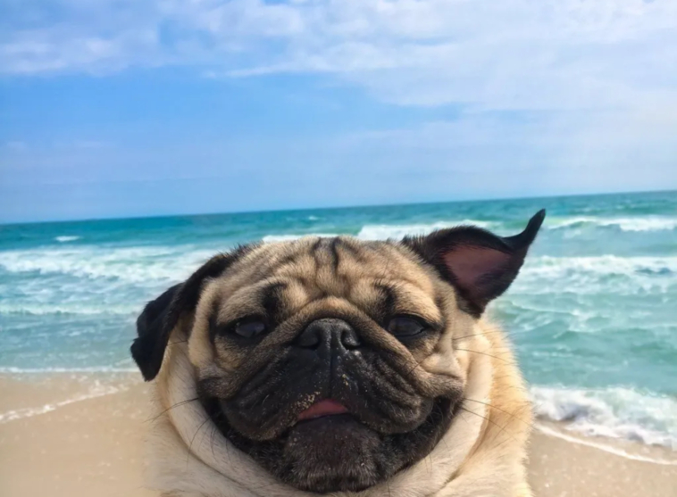 Famous pPugs In Pop Culture