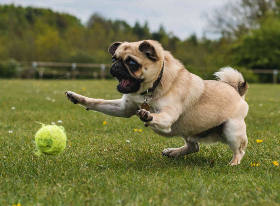 Famous pPugs In Pop Culture