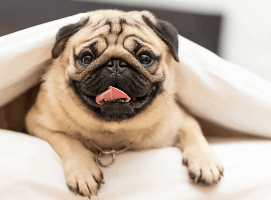 Pug Tricks And Commands