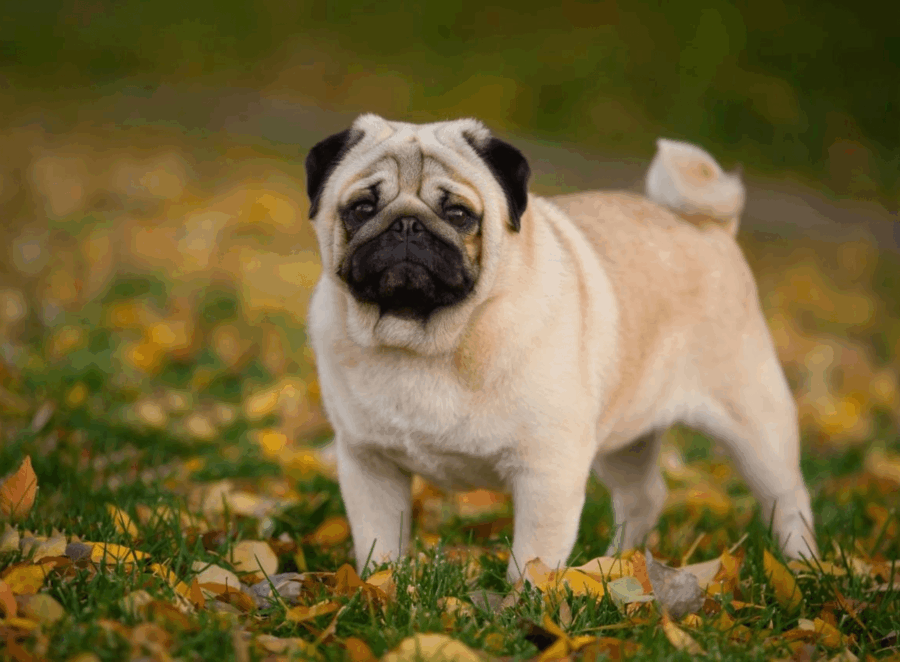 Pug Tricks And Commands