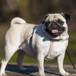 Pug Tricks And Commands