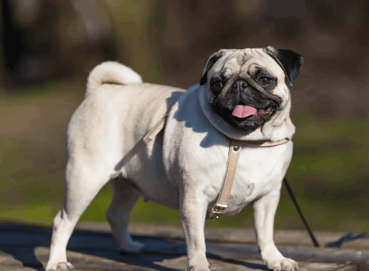 Pug Tricks And Commands