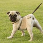 Are Pugs Hard To Train