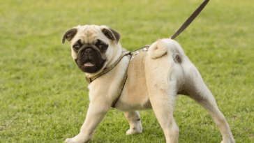Are Pugs Hard To Train