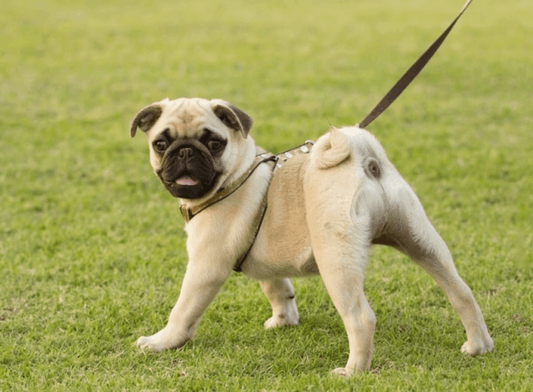 Are Pugs Hard To Train