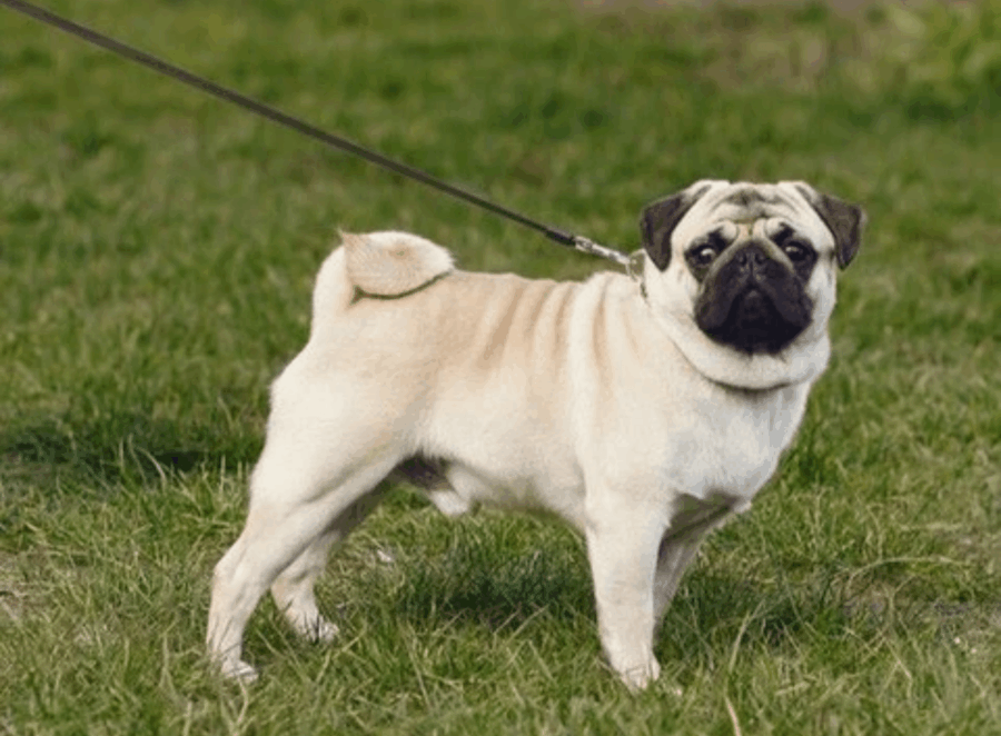The History of Pugs

