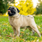 How to Fly with a Pug