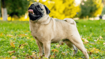 How to Fly with a Pug