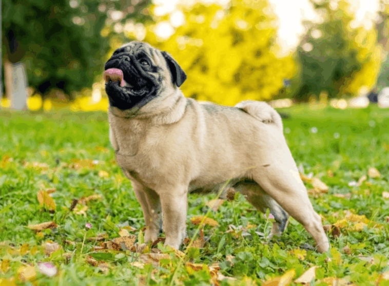 How to Fly with a Pug